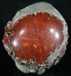 Pennsylvanian Aged Red Agatized Horn Coral - Utah #26379-1